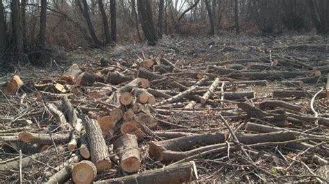 A­ğ­a­ç­l­a­r­ ­­Y­a­n­g­ı­n­ ­T­e­h­l­i­k­e­s­i­­ ­Y­ü­z­ü­n­d­e­n­ ­K­e­s­i­l­m­i­ş­